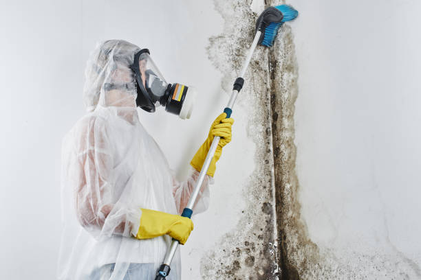 Best Mold Remediation Services  in Clinton, PA