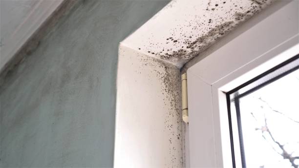 Best Affordable Mold Removal  in Clinton, PA