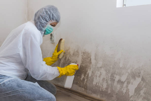 Best Fast Mold Removal  in Clinton, PA