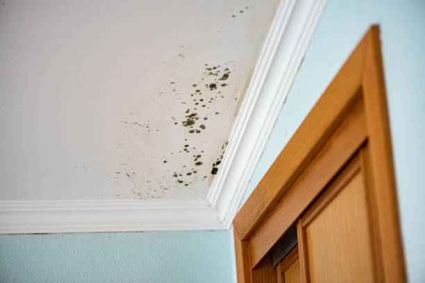 Best Mold Damage Repair  in Clinton, PA