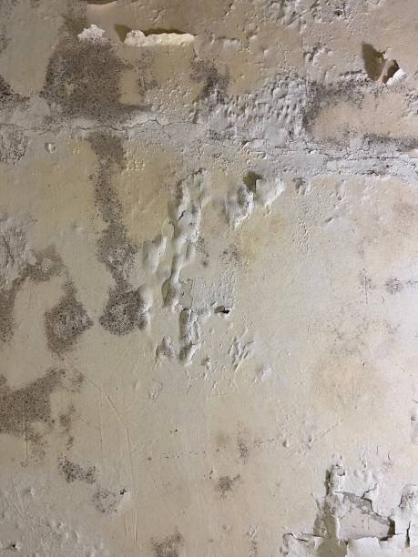Best Home Mold Removal  in Clinton, PA