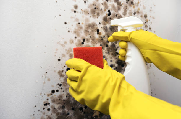 Best Same-Day Mold Removal  in Clinton, PA