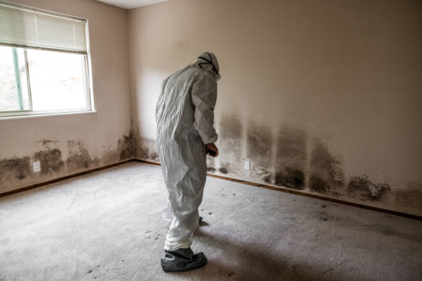 Best Emergency Mold Removal  in Clinton, PA