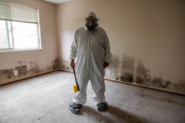 Best Local Mold Removal Service  in Clinton, PA