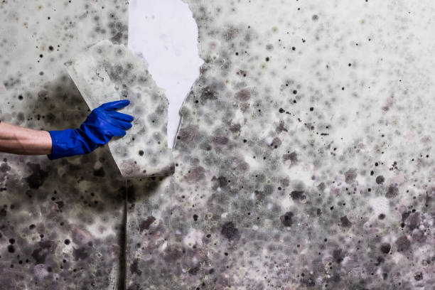 Best Office Mold Removal Services  in Clinton, PA