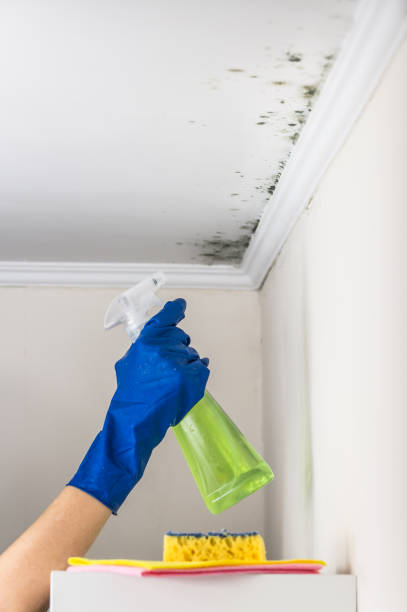 Home Mold Removal in Clinton, PA